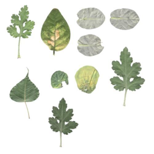10 Leaf with Texture Part - II preview image
